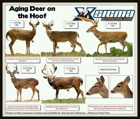 how to know how old a deer is