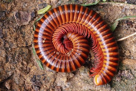 rusty millipede curled    ground wallpaper wallpaperscom