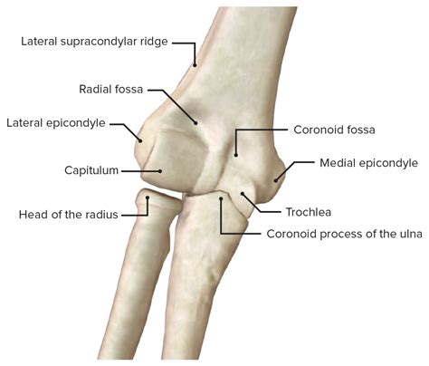 Articulação do cotovelo: Anatomia [+vídeo] - Lecturio Medical