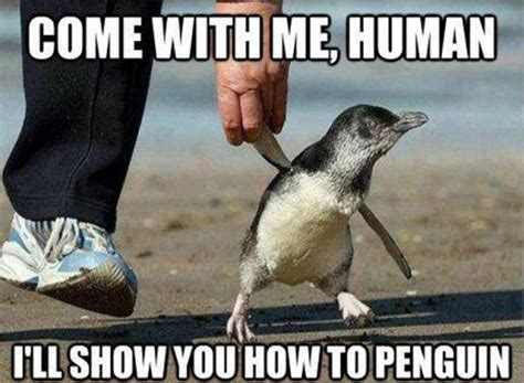 Cute Pinterest: Penguins