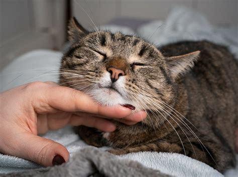 Figuring Out Feline Moods - Pro Pet Hero