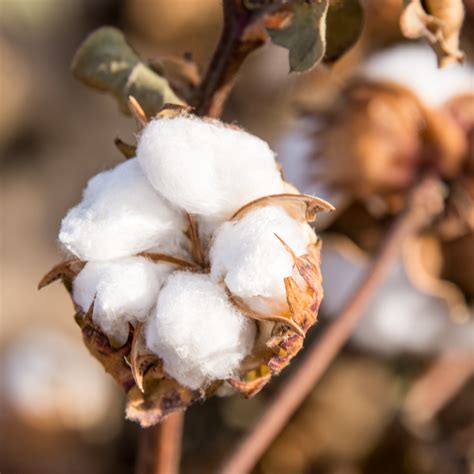 cotton   cotton isza