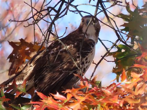 Woodley Park Community Association