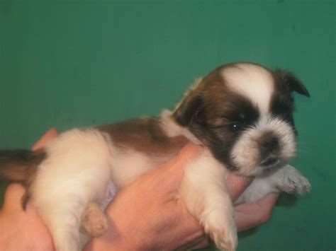 Fans de SHIH TZU
