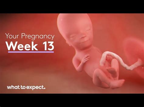 human fetus   weeks