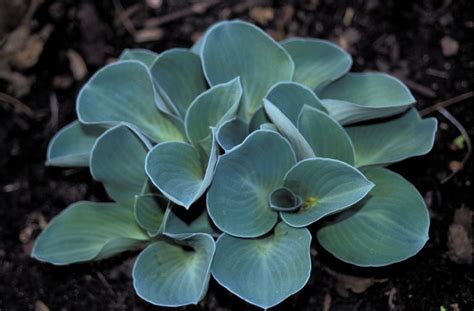 Хоста Блю Маус Ирс (Hosta Blue Mouse Ears) | Купить в интернет-магазине ...