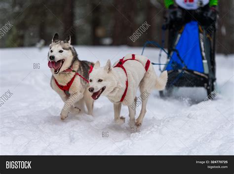 Sled Dog Racing. Husky Image & Photo (Free Trial) | Bigstock