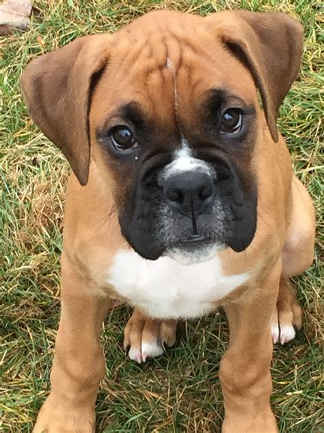 Are Boxers Good With Other Dogs
