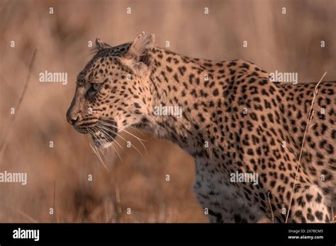 african leopard panthera pardus pardus   pilanesberg national