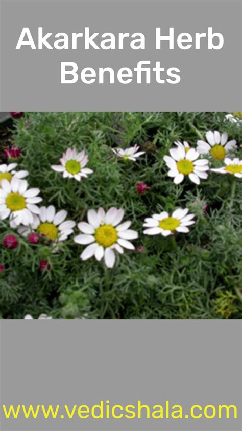 Nuttianni Leaked Nudes