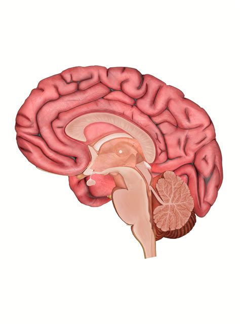 Parts Of The Brain Diagram Anatomy