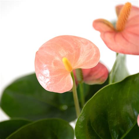 Anthurium Spirit | Bioma Plants