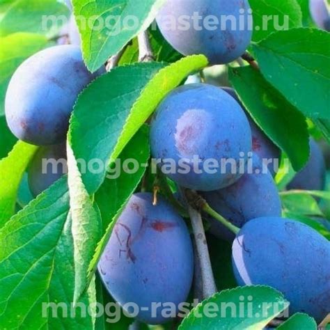 Саженцы Слива Синяя птица купить по цене 600 руб. в Москве с доставкой ...