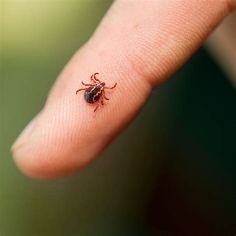 How to Treat and Prevent Tick Bites