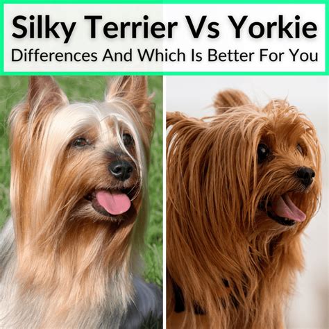 Silky Terrier Vs Yorkie (Differences And Which Is Better For You)