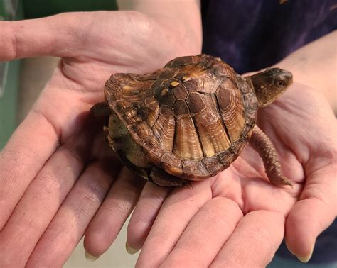 Adopted - Terrapene Carolina 'Eastern Box Turtle' "Tiny Tim"