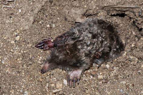 fieggentrio hoe vindt een mol een partner