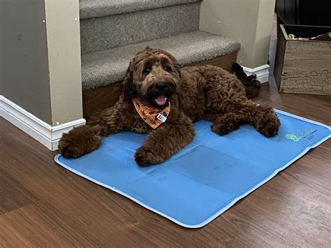 English Cocker Spaniel X Poodle | atelier-yuwa.ciao.jp