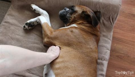 how to check a dogs heart rate