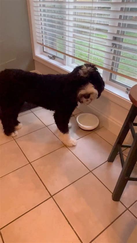 Dylan Gelula Pets - Celebrity Pets