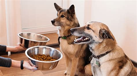 how to switch dog to new food