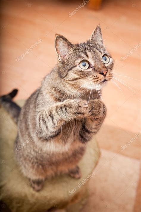 funny european cat    snack stock photo  andreshka