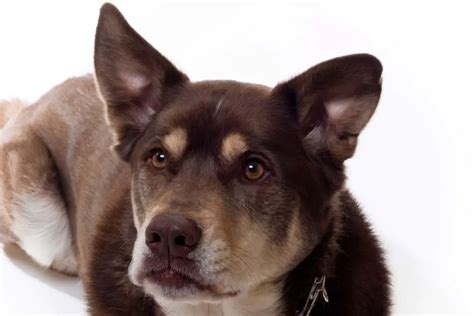 Husky Lab Mix Breed Profile (Chocolate, Yellow, Black & More)