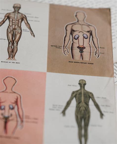 Meaning And Usage Of The Suffix AR In Medical Terminology - RYZE Superfoods