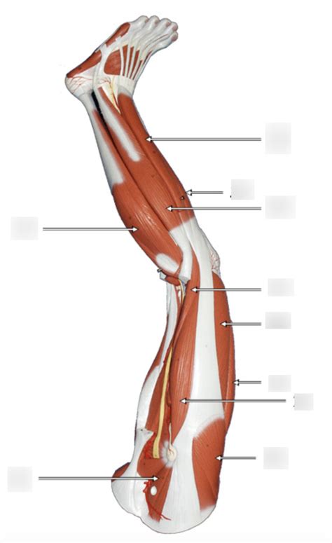 Lesson 8: Leg lateral/anterior position Diagram | Quizlet