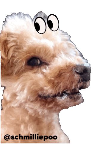Dog Side Eye Meme Stickers - Find & Share on GIPHY