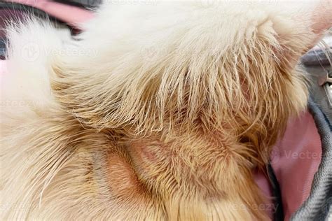 Common skin problems in cats. Cat scratching or licking themselves due