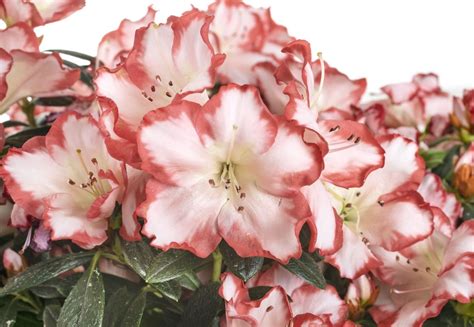 Jak poznáte rané a pozdní rododendrony a proč se má rododendronům ...
