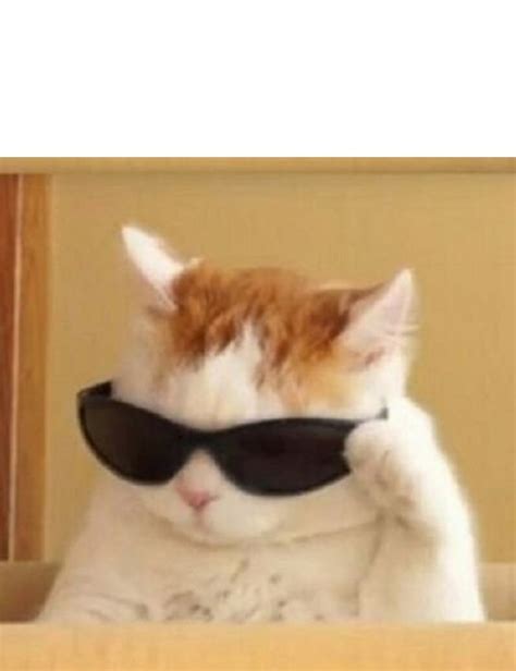 cool cat blank template imgflip
