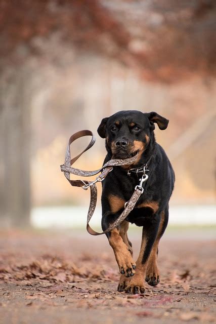 Rottweiler Dog Running - Free photo on Pixabay