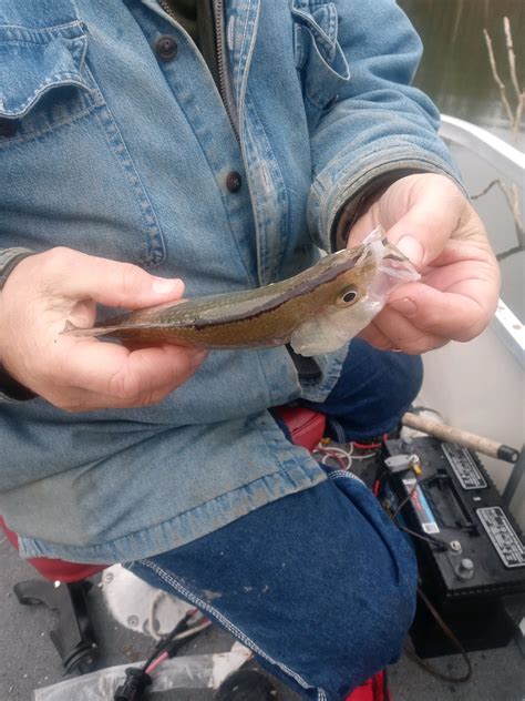Black nosed crappie | Ohio Game Fishing