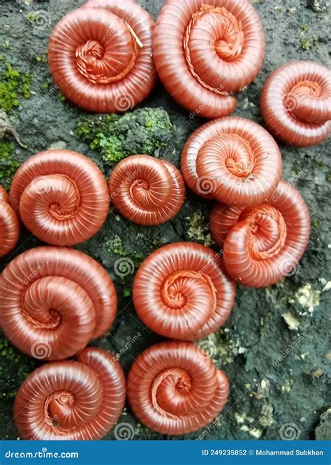 Creeping Animal on a Rock Surrounded by Moss Stock Photo - Image of