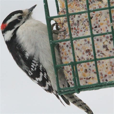 suet blocks multiple flavours premium grade garden wild bird food