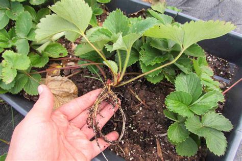 How To Root Strawberry Runners • my naturally sweetened life