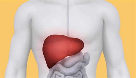 Qual A Maior Glândula Do Corpo Humano - Fígado - O que é, onde fica, humano, função, bile, doenças, sintomas