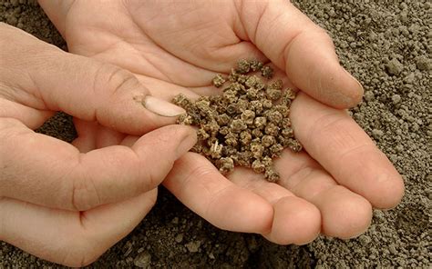 How to sow and grow beetroot UK - Cultivation Street