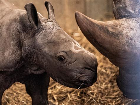 contoh hewan  hampir punah  koleksi gambar