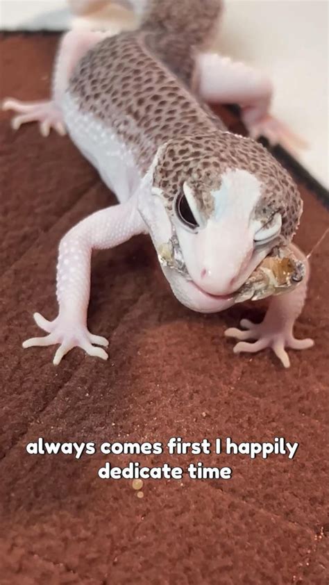 Geckopia: Where Passion Meets Practicality 🦎💚 [Video] in 2024 | Leopard ...