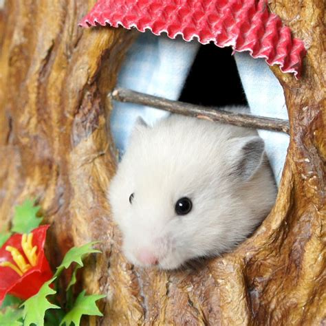 the secret life of my hamster net worth