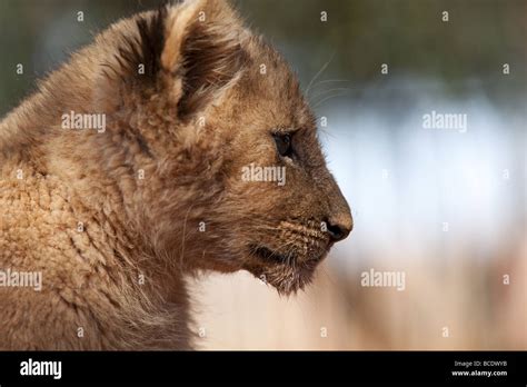 Small lion cub Stock Photo - Alamy