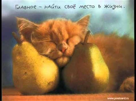 Алексин Сосущие Головы - YouTube Music