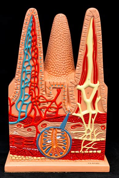 diagram  villi quizlet