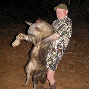 Brown Hyena | AfricaHunting.com