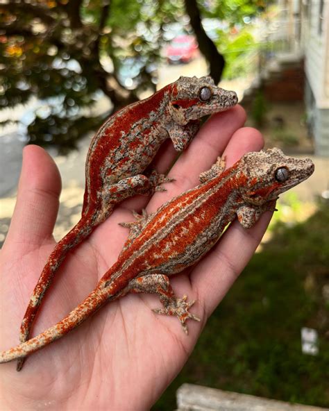 TGA Reptiles | New York NY