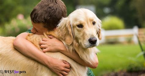 loyal dog breeds   world   pets