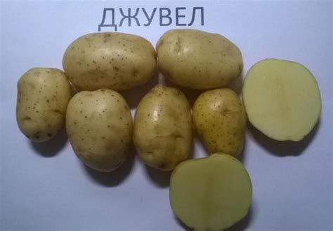 Семенной картофель Джувел купить по цене 10 ₽ в Чебоксарах на ...